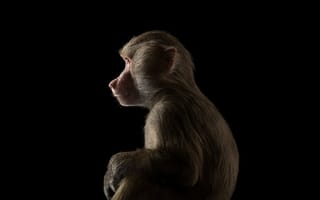 Картинка взгляд, обезьяна, павиан, бабуин