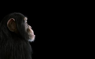 Картинка шимпанзе, chimpanzee, обезьяна, взгляд