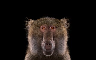 Картинка обезьяна, взгляд, бабуин, павиан