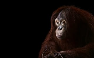 Картинка обезьяна, орангутан, взгляд