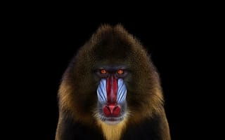 Картинка обезьяна, мандрил, взгляд