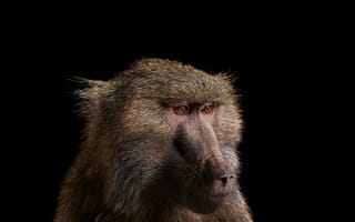 Картинка павиан, взгляд, обезьяна, бабуин
