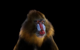 Картинка мандрил, взгляд, обезьяна
