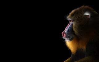 Картинка обезьяна, мандрил, взгляд