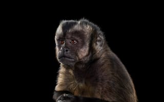 Обои взгляд, обезьяна, capuchin monkey