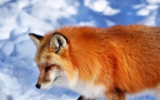Картинка снег, рыжая, лисица, лиса, животное, мордочка