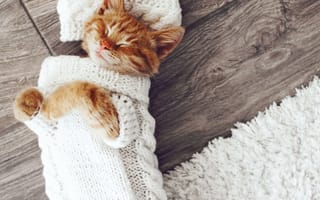 Картинка кошка, котята, коты, спит, дремлет