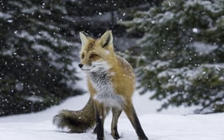 Обои снег, зима, рыжая, лес, лис, лиса, лисица