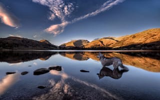 Картинка озеро, собака, отражение, озеро грасмир, горы, grasmere lake, хаски, камбрия, англия