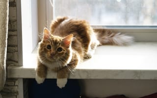 Картинка взгляд, кошка, окно