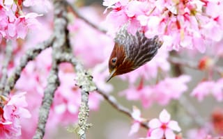 Обои дерево, цветение, весна, птица