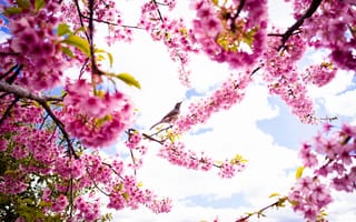 Обои небо, природа, птица, весна, цветение, лепестки, цветы, сакура