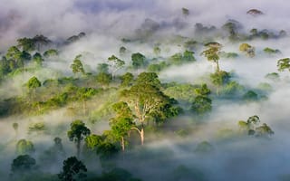 Картинка деревья, штат сабах, туман, малайзия, лес
