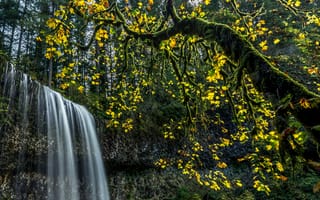 Картинка деревья, silver falls state park, сша, листья, ветки, лес, водопад, мох