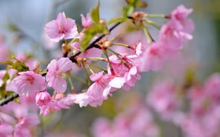 Обои ветка, весна, сакура, розовый, вишня