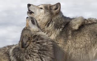 Обои природа, волки