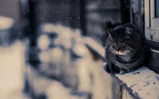 Обои снег, кот, зима, кошка, улица