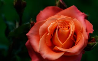 Картинка роза, оранжевая, размытость