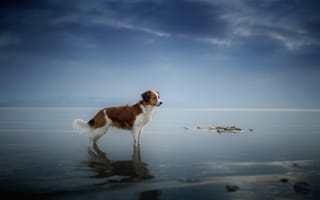 Картинка море, друг, взгляд, собака