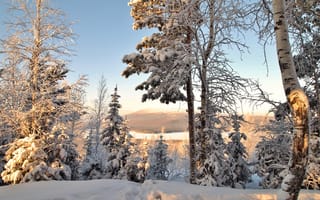 Картинка деревья, снег, береза, ель, зима