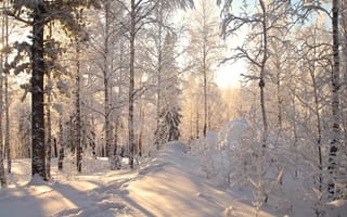 Обои деревья, лес, снег, зима