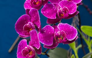 Картинка капли, орхидеи, лиловый