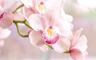 Картинка розовый, нежность, орхидея