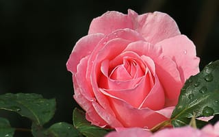 Картинка макро, красавица, розовый, лепестки, роза