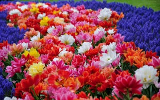 Картинка цветы, гиацинты, тюльпаны, парк