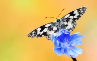 Картинка насекомое, бабочка, крылья, цикорий обыкновенный, цветок, цикорий