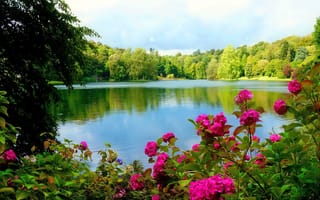 Картинка цветы, деревья, озеро, деревь, лес, лейка, валлпапер