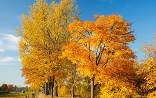 Обои небо, пейзаж, осень, autumn trees, деревья