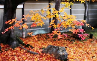 Картинка дерево, ветки, листва, японии, осень, листья, осен