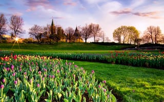 Картинка парк, канада, тюльпаны, неба, тульпаны, весна