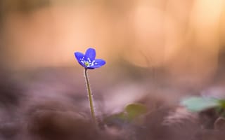 Картинка фокус камеры, размытость, лепестки, цветок, печёночница, макро, синяя, anemone hepatica