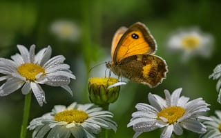 Картинка цветы, лето, бабочка