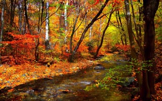 Картинка деревья, лес, осень, листья, на природе, опадают, листопад, ручей, осен, деревь, вода