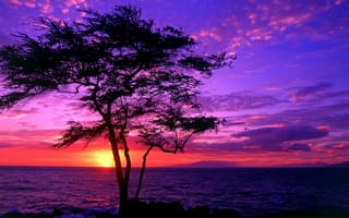 Картинка дерево, пейзаж, закат, море, beautiful scenery