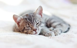 Картинка кот, дом, кошка, дремлет, котенок, котята, спит