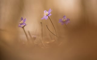 Картинка цветы, andreas lööf, природа, hepatica, весна, перелеска, печеночница (печоночница)