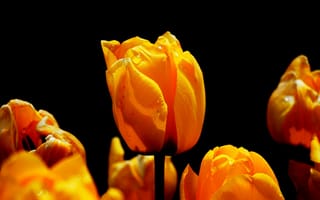 Картинка цветы, черный, тюльпаны, весна, природа