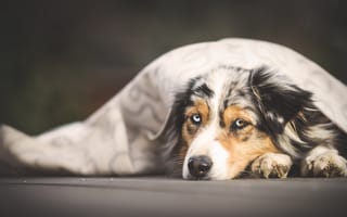 Картинка портрет, собака, покрывало, лежит, аусси