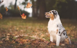 Картинка листья, осень, листопад, собака, аусси