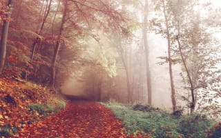 Картинка дорога, туман, германия, осень, красные листья, лес, деревья