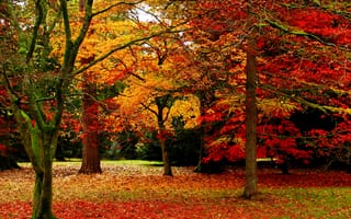 Картинка деревья, листопад, деревь, на природе, листья, природа, осень, осен, опадают, парк