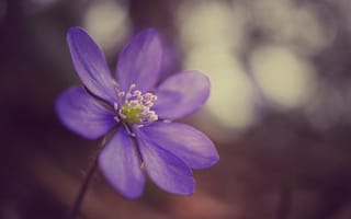 Картинка фокус камеры, pechenochnica-pereleska-2241.jpg печёночница, печёночница, ветреница, макро, перелеска, цветок, анемона, фиолетовый, сиреневый