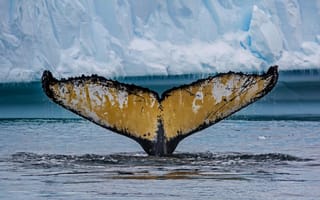 Картинка хвост, cierva cove, антарктика, кит, горбатый кит