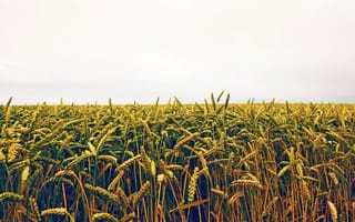 Обои поле, колосья, посевы, нива, пшеница