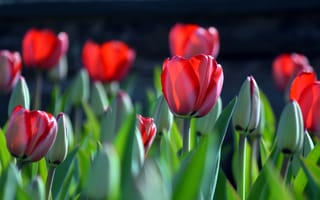 Картинка бутоны, тюльпаны, весна