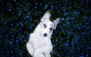 Картинка цветы, бордер-колли, щенок, собака, взгляд, друг, alicja zmysłowska